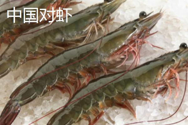 什么是籽虾,通常是指虾苗