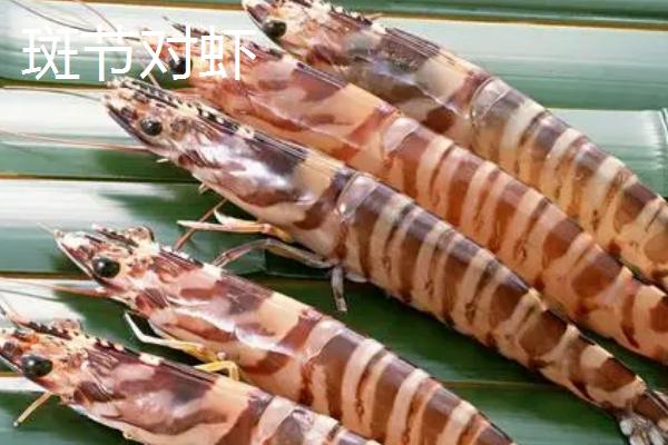 什么是籽虾,通常是指虾苗