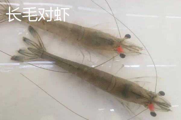 什么是籽虾,通常是指虾苗