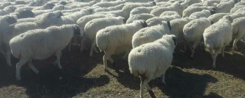 乌珠穆沁羊相关介绍