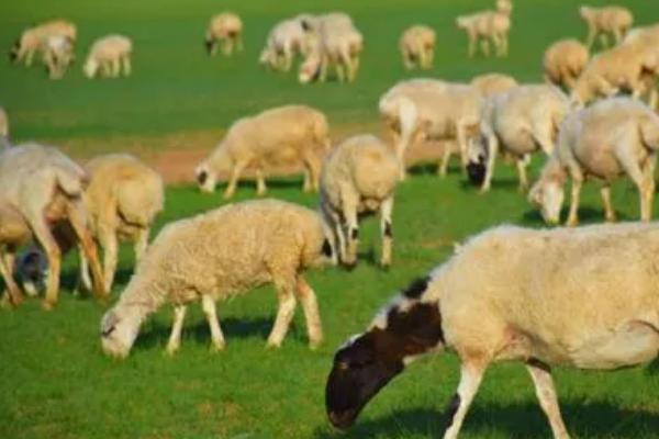 乌珠穆沁羊相关介绍，体格较大、后躯发育良好、可进行粗放管理