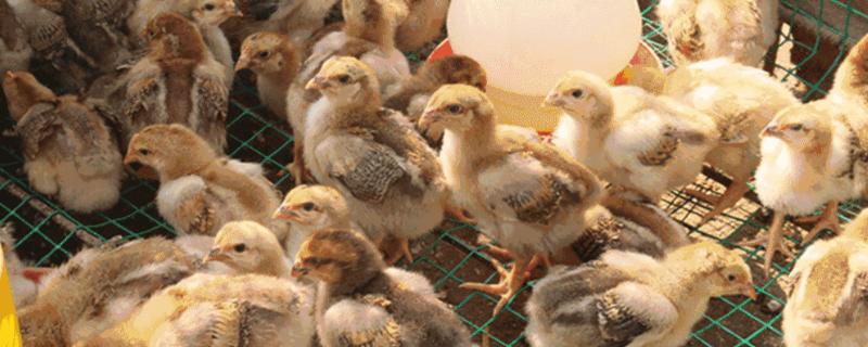 快被冻死的小鸡怎么救活