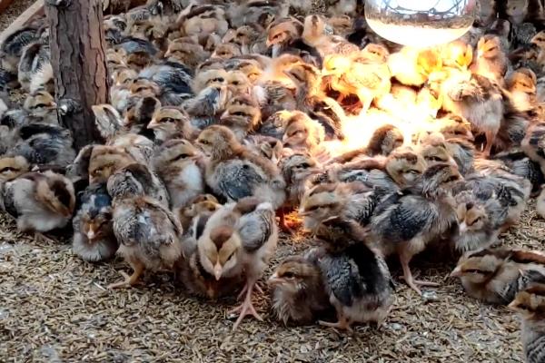 快被冻死的小鸡怎么救活，首先转移到温度较高的地方