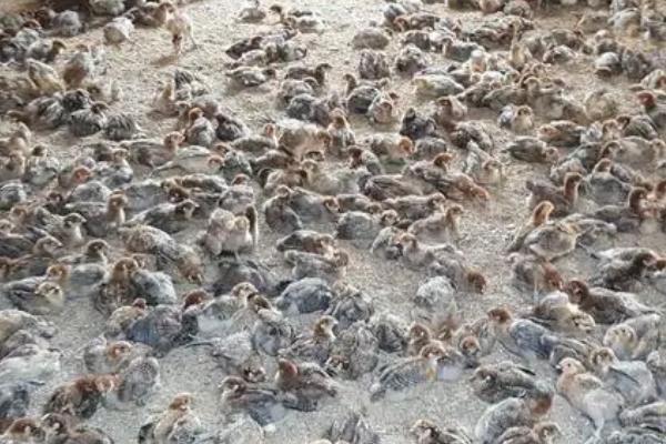 快被冻死的小鸡怎么救活，首先转移到温度较高的地方