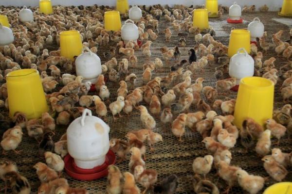 快被冻死的小鸡怎么救活，首先转移到温度较高的地方