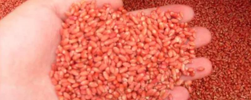 拌过药的麦种为什么不能晒