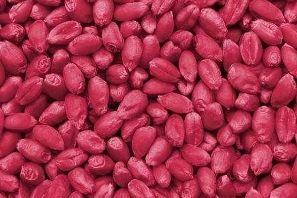 拌过药的麦种为什么不能晒,原因是受到强光照射时会影响药效