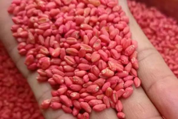 拌过药的麦种为什么不能晒,原因是受到强光照射时会影响药效