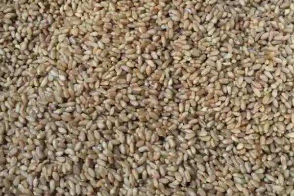 拌过药的麦种为什么不能晒,原因是受到强光照射时会影响药效