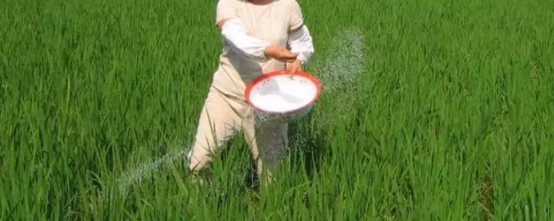 东北水稻的施肥原则