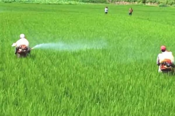 东北水稻的施肥原则，重视稻田土壤培肥
