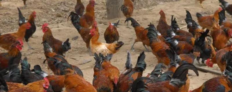 柴鸡正常多少斤一只