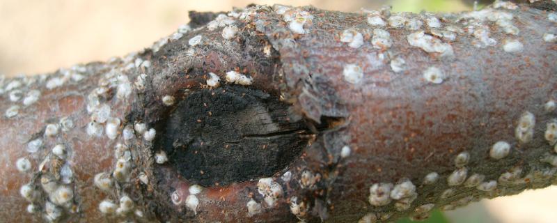 李树球坚蚧怎么防治