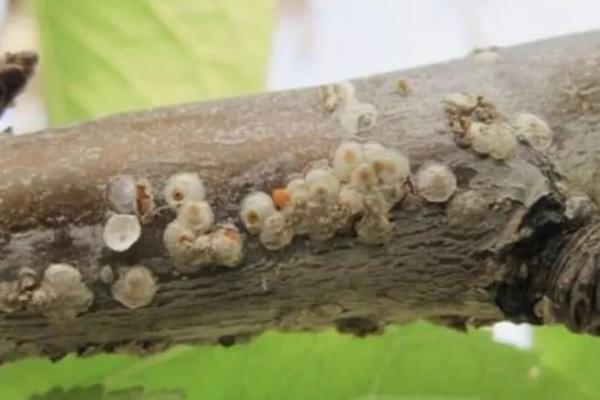 李树球坚蚧怎么防治,在虫卵孵化高峰期喷药效果好