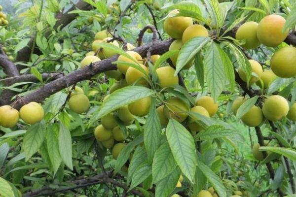 李树球坚蚧怎么防治,在虫卵孵化高峰期喷药效果好