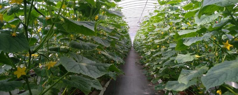 冷棚黄瓜如何防治常见病害