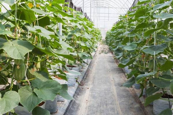 冷棚黄瓜如何防治常见病害,要根据防治对象采取对应措施