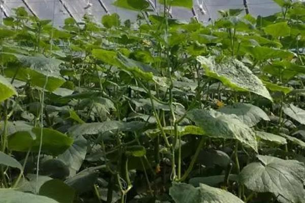 冷棚黄瓜如何防治常见病害,要根据防治对象采取对应措施