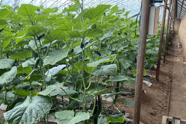冷棚黄瓜如何防治常见病害,要根据防治对象采取对应措施