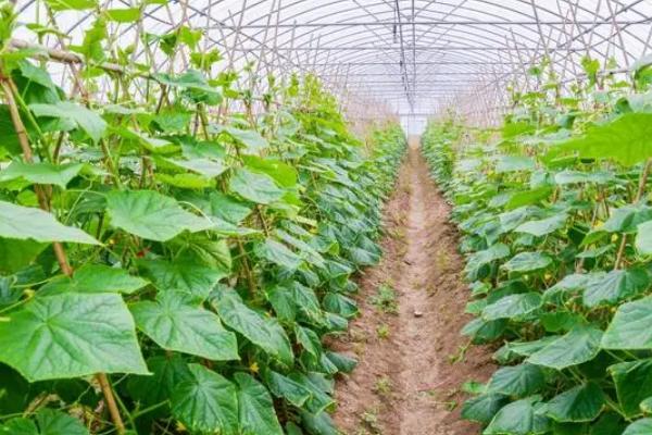 冷棚黄瓜如何防治常见病害,要根据防治对象采取对应措施