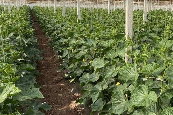 冷棚黄瓜如何防治常见病害,要根据防治对象采取对应措施