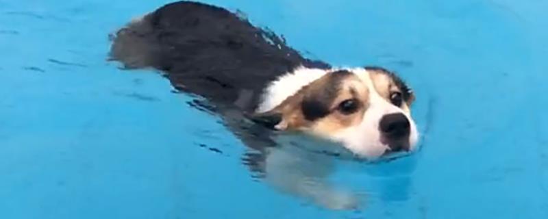 狗会游泳吗