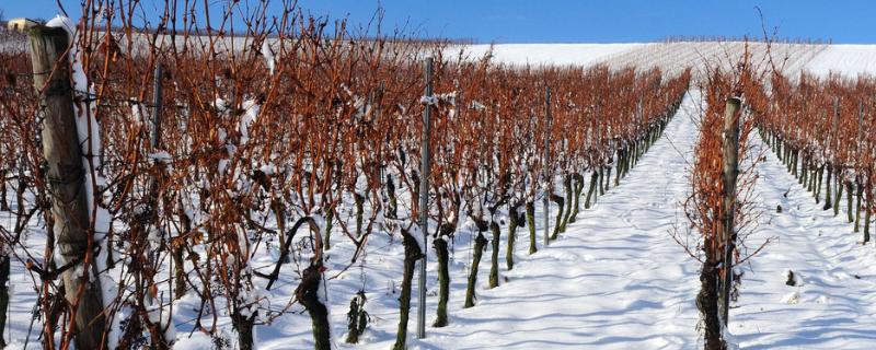 葡萄冬季管理工作