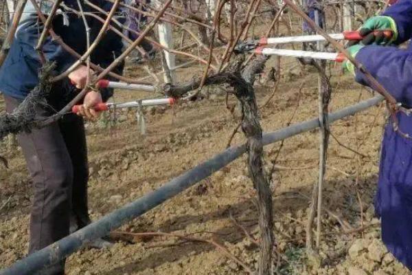 葡萄冬季管理工作，落叶后应及时清理果园