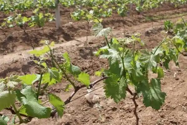 葡萄冬季管理工作，落叶后应及时清理果园