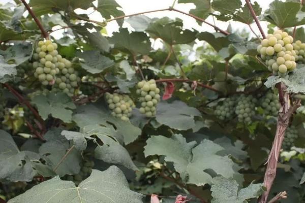 葡萄冬季管理工作，落叶后应及时清理果园