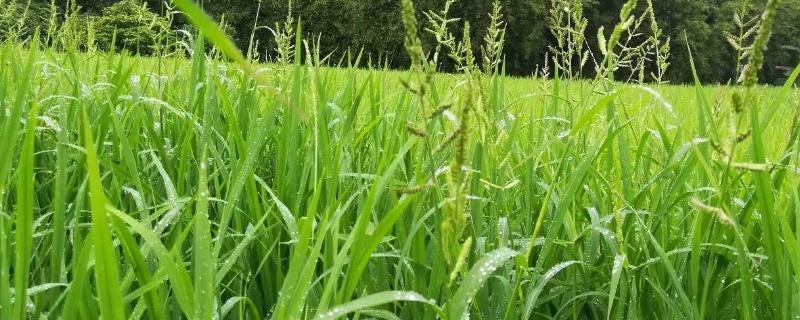 稻子和稗子的区别