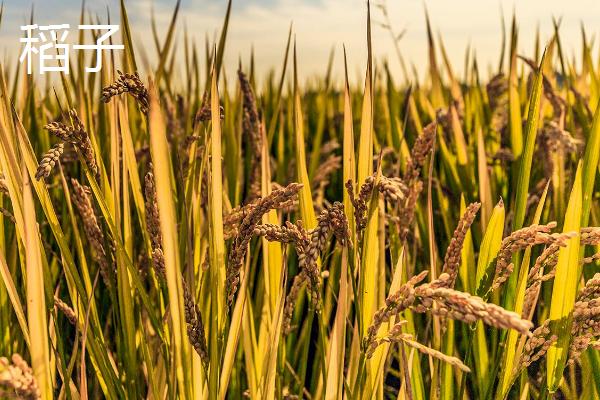 稻子和稗子的区别，科属和性质都不同