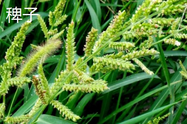 稻子和稗子的区别，科属和性质都不同