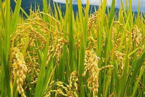 稻子和稗子的区别，科属和性质都不同