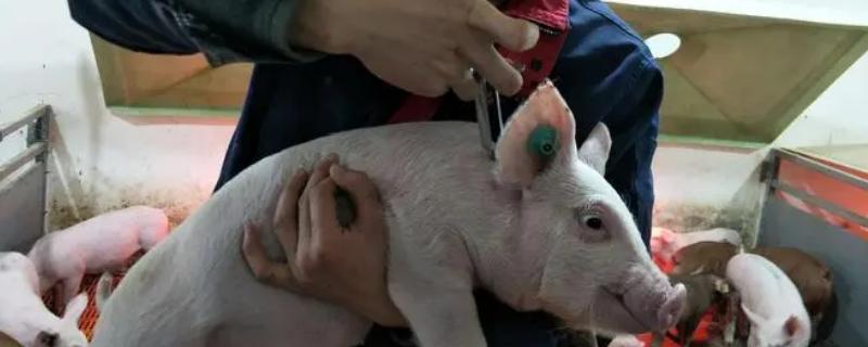 猪肌肉注射的正确部位