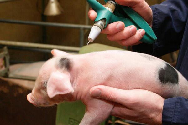 猪肌肉注射的正确部位,在耳根后方的颈侧和臀部靠近髋骨的上方