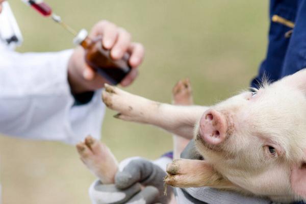 猪肌肉注射的正确部位,在耳根后方的颈侧和臀部靠近髋骨的上方