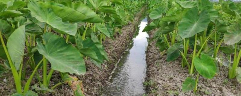 芋头的种植时间