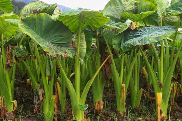 芋头的种植时间,通常在春季3月中旬进行