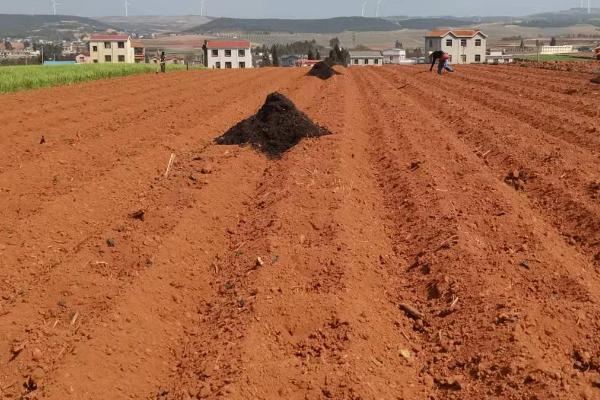 芋头的种植时间,通常在春季3月中旬进行