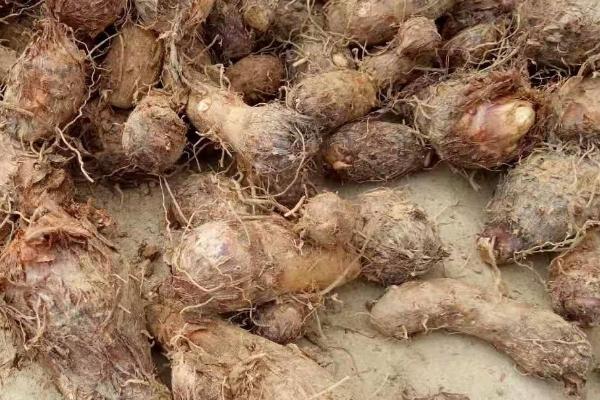 芋头的种植时间,通常在春季3月中旬进行