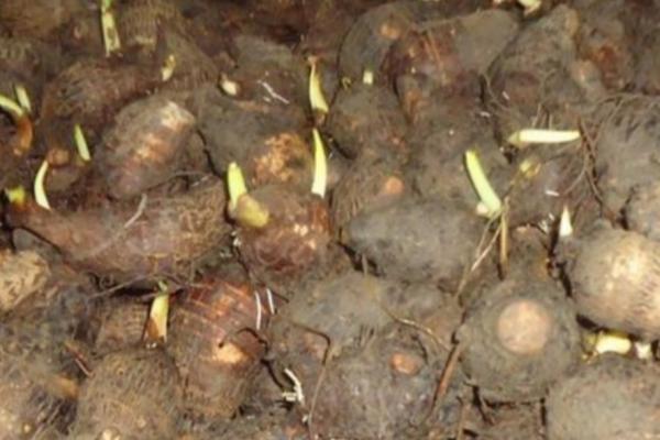 芋头的种植时间,通常在春季3月中旬进行