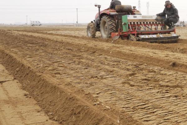 芋头的种植时间,通常在春季3月中旬进行