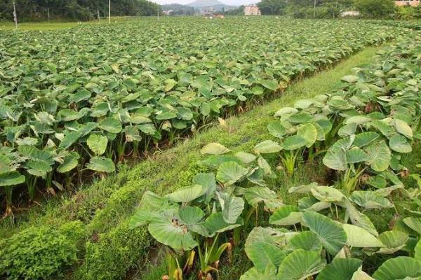 芋头的种植时间,通常在春季3月中旬进行