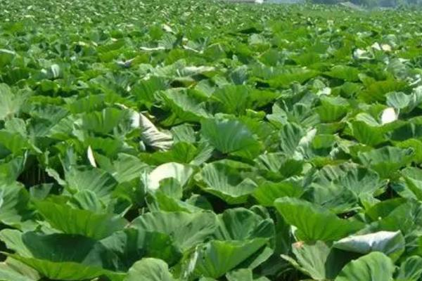 芋头的种植时间,通常在春季3月中旬进行