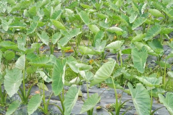 芋头的种植时间,通常在春季3月中旬进行