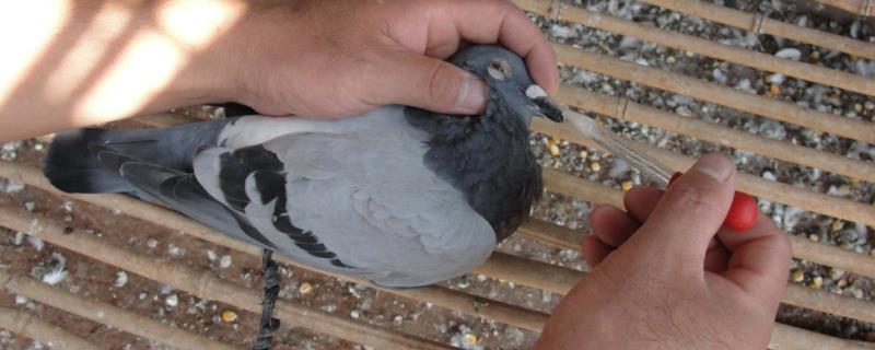 鸽子新城疫引起的原因