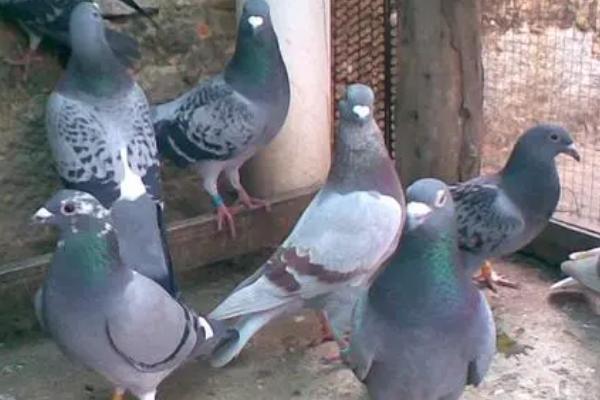 鸽子新城疫引起的原因,是感染了鸽禽I型副粘病毒病