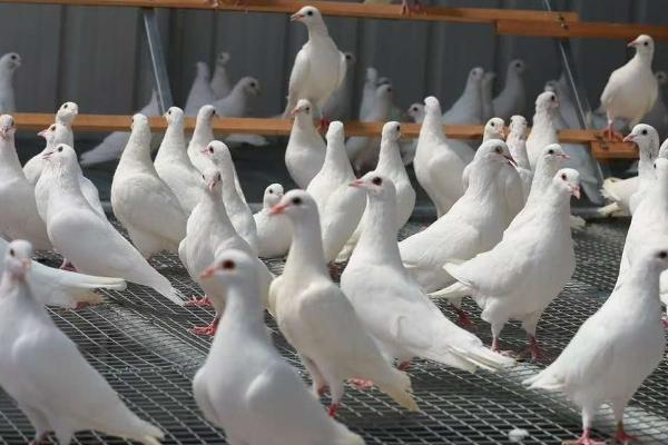 鸽子新城疫引起的原因,是感染了鸽禽I型副粘病毒病