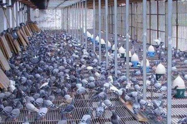 鸽子新城疫引起的原因,是感染了鸽禽I型副粘病毒病